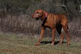 VIZSLA poil court 211